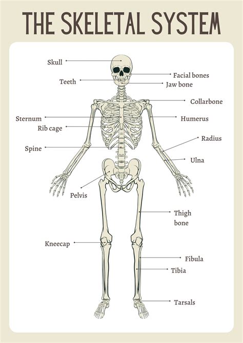 Simple Skeletal System