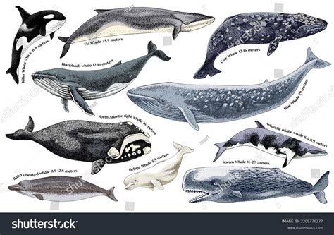 Illustration Whales On White Background Stock Vector (Royalty Free) 2208776277 | Shutterstock