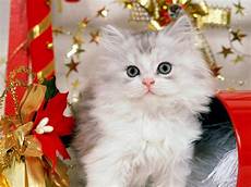 Beautiful Cat Backgrounds by Beautiful Cats New Hd Wallpapers 2013 All About Hd Beautiful Cat Backgrounds