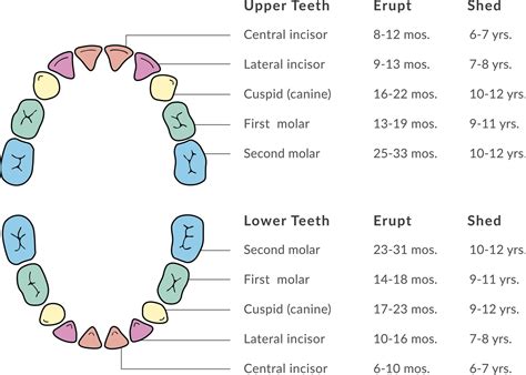 Primary Teeth Chart - Fisher Pointe Dental