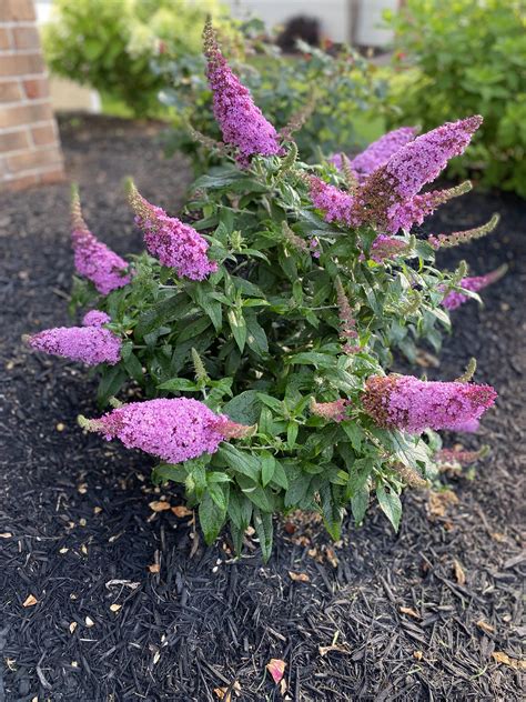 First season with a dwarf Butterfly Bush : r/plants