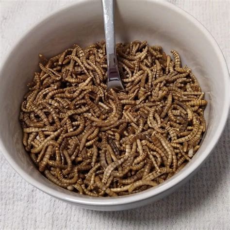 How Fast Do Mealworms Reproduce at Jewel Jones blog