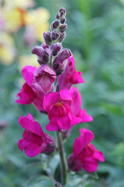 Snapdragon Flower Growing Stages - imágenes de dios