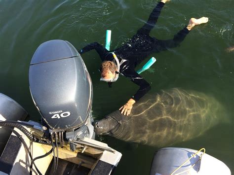 MANATEE CONNECTION - All You Need to Know BEFORE You Go 2026 (with ...