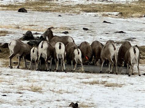 Elk Feeding Station 2023 - Sundown M Ranch