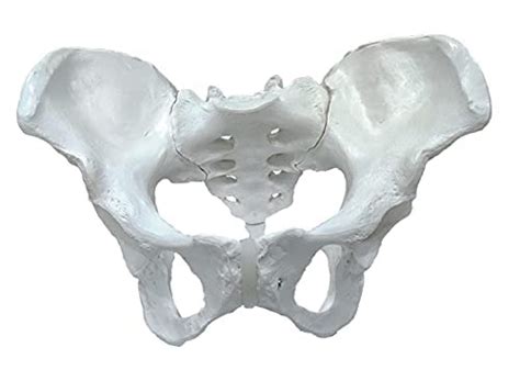 Female Pelvis Bone Model PVC : Amazon.in: Industrial & Scientific