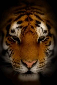 Home Screen Tigers Wallpaper 3d by 49 Tiger Screensavers And Wallpaper On Wallpapersafari Home Screen Tigers Wallpaper 3d