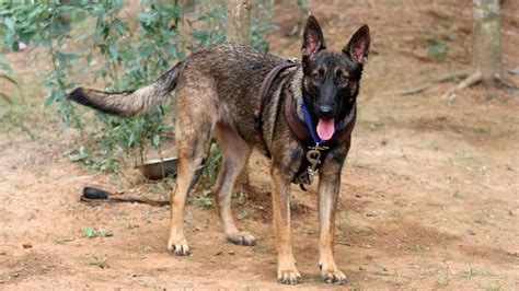 Assam: K9 Sniffer Dog Squad of Aaranyak lost one Belgian Malinois ...