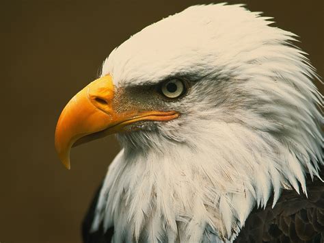 Fascinating Facts about Bald Eagles You Might Not Know | Flipboard