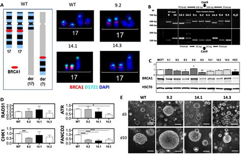 Partial Reduction in BRCA1 Gene Dose Modulates DNA Replication Stress ...