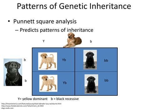 Image result for Difference Between Genetics or Inheritance