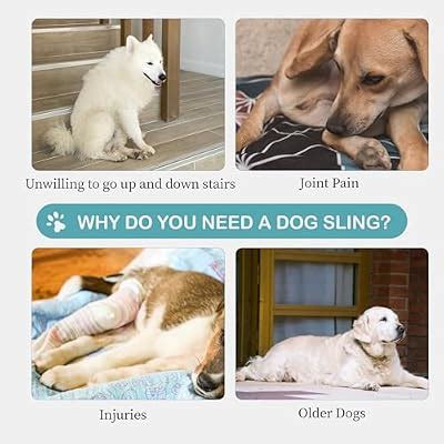 XUVIRA Dog Lift Harness - Post Surgery Support for Senior India | Ubuy