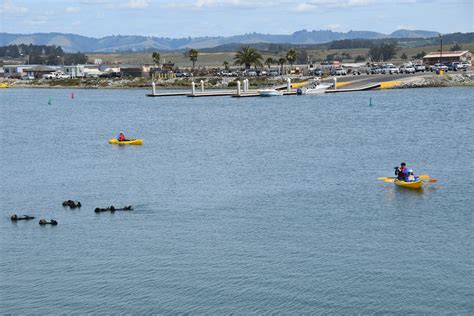 Monterey Bay Kayaks in Moss Landing, California - Kid-friendly ...