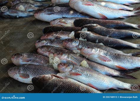 Rohu Carp with Ice Arranged in Row in Indian Fish Market for Sale HD Stock Image - Image of ...