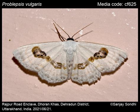 Problepsis vulgaris | Moths