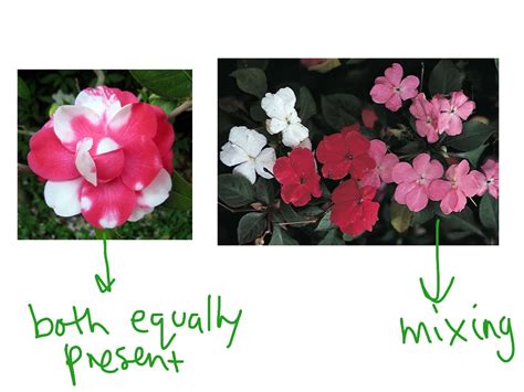 Image result for Incomplete Dominance Examples Dog