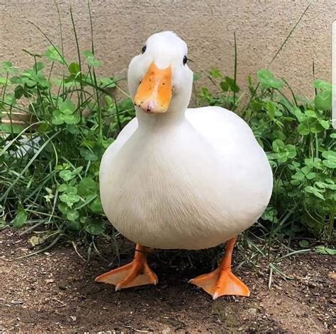 Image result for Duck Number Code in Python Using Count