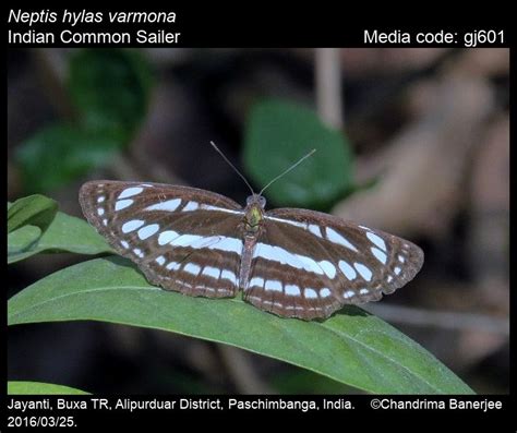 Neptis hylas | Butterfly