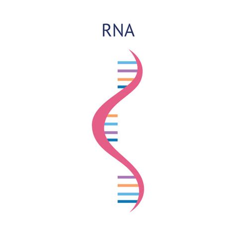 RNA Drawing 的图像结果