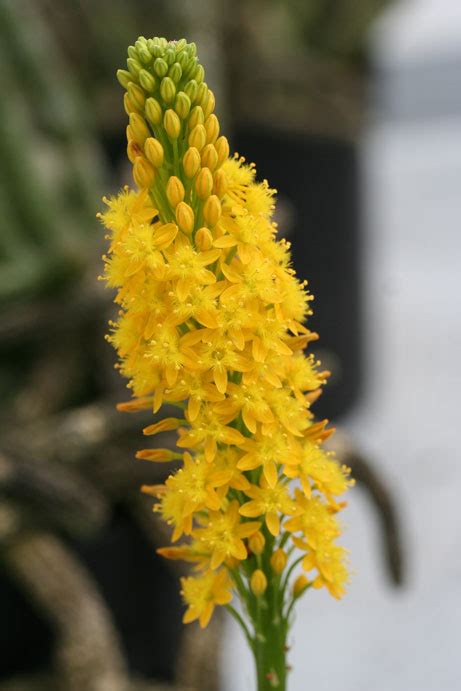 Bulbine latifolia | Botanical Garden - Natural History Museum ...