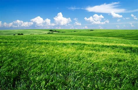 Field Calculator Python 的图像结果