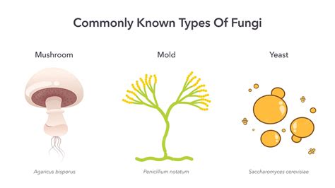 Commonly known types of fungi science vector illustration | Premium Vector