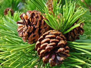 Kerala Ayurveda Khadirarishta 450ml | Herbal Blood Purifier | For Acne ...