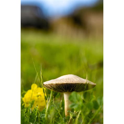 Peter Michael Winery - Skurnik Wines & Spirits