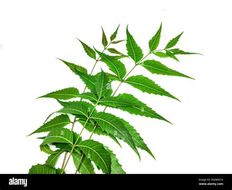 Neem Tree 的图像结果
