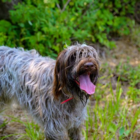 Wirehaired Pointing Griffon - What Dog Breed
