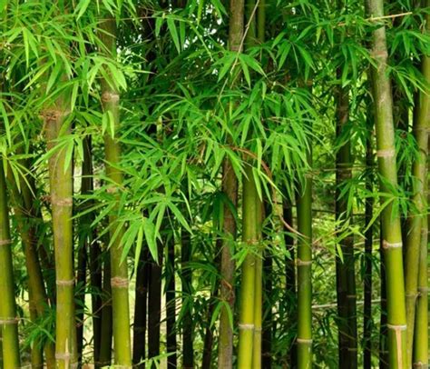 Bamboo plant - Baby Bamboo Plants Manufacturer from Jalgaon