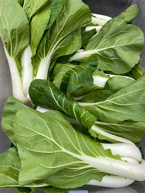 In Season Now: Chinese Cabbage — Turner Farm
