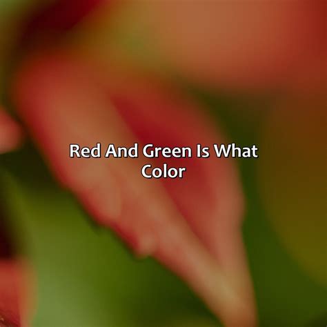 What Color Are Hippos - colorscombo.com