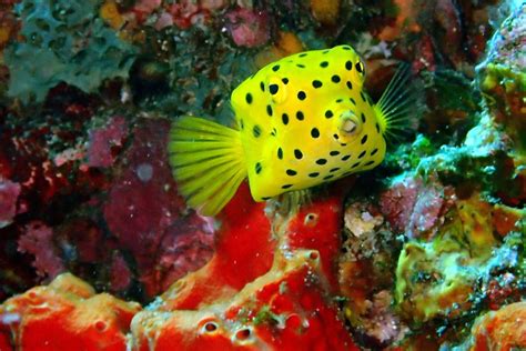 42 Yellow Animals Found in Nature and Their Colorful Features | Color ...