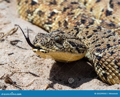 Puff Adder (Bitis Arietans), a Highly Venomous Snake from South Africa Stock Photo - Image of ...