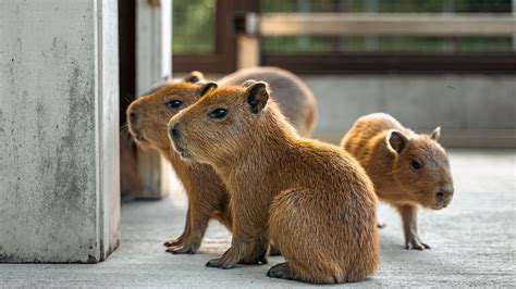 11 States That Allow Capybaras As Pet