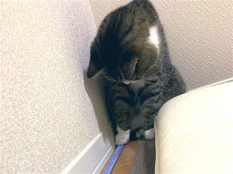 Photo of Cat Lending a Hand Gets Over 409K Likes on Twitter – grape Japan