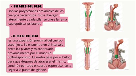 aparato masculino, completo, con irrigacion, inervacion etc | PDF