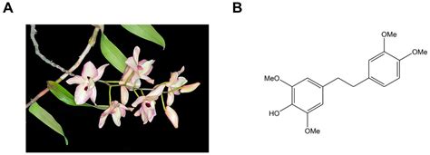 Chrysotoxine Attenuates Key Atherogenic Processes via Antioxidant, Anti ...