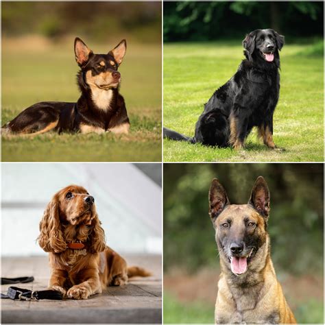 Most Intelligent Dog Breeds in The World | Top 10 Smartest Pooches