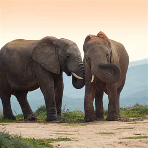 Elephant Lifespan: ఏనుగుల జీవితకాలం ఎందుకు ఎక్కువగా ఉంటుందో తెలుసా..? - Viral News Do you know ...