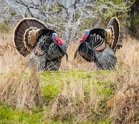 Turkey Hunting Season NC: Your 2025 Guide - Hunting Locator