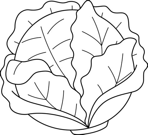 Cabbage Images Black And White at Gwen Mayer blog