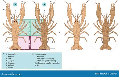 Crayfish External Anatomy Maxillipeds