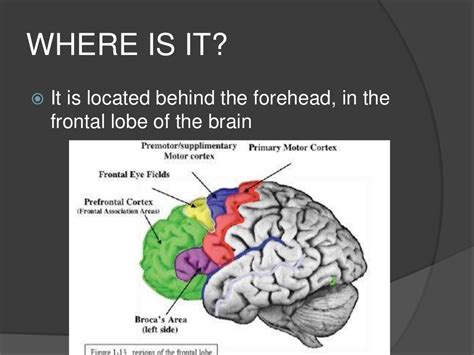 Image result for Prefrontal Cortex Functions