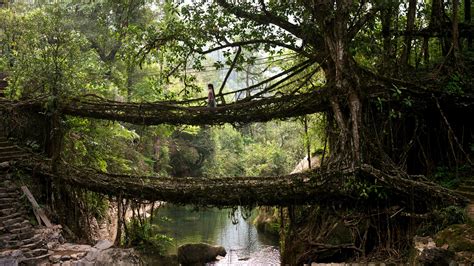 Image result for Tree Root Bridge