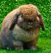 Image result for Fluffy Bunnies Loafing
