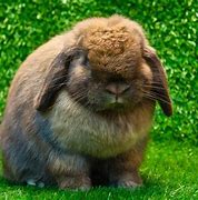Image result for Cutest Bunnies Ever
