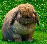 Image result for Brown Rabbit Pics
