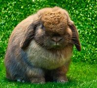 Image result for Magpie Holland Lop